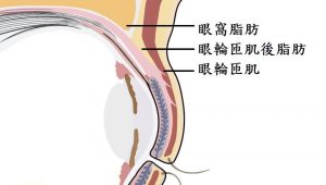 眼窩構造圖