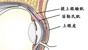 提上眼瞼肌構造圖