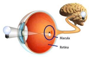Macular disease structure