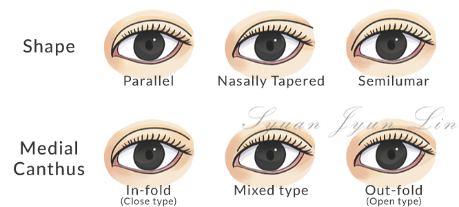 Types of eyes